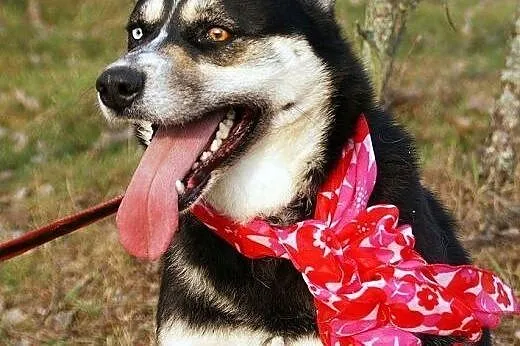 SARA DO ADOPCJI,  Pozostałe rasy cała Polska