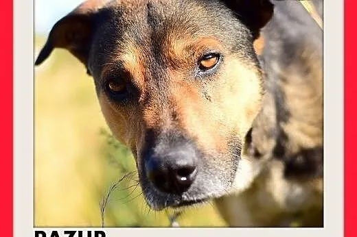 PAZUR,duży,przyjazny,łagodny,spokojny pies.ADOPCJA