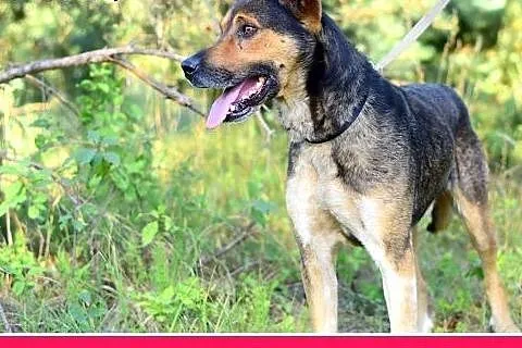 PAZUR,duży,przyjazny,łagodny,spokojny pies.ADOPCJA
