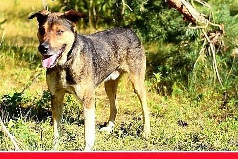 PAZUR,duży,przyjazny,łagodny,spokojny pies.ADOPCJA