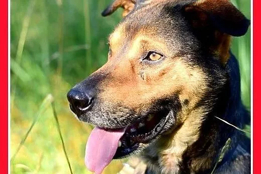 PAZUR,duży,przyjazny,łagodny,spokojny pies.ADOPCJA
