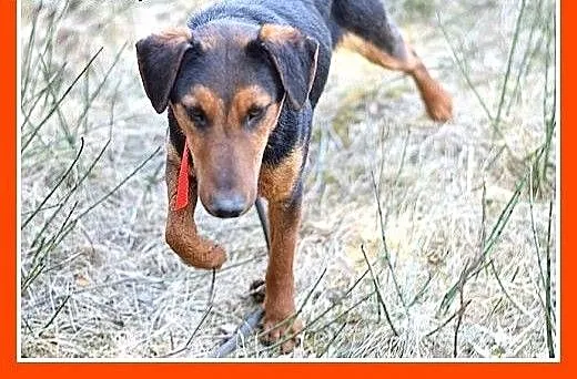 1,5 roczny, w typie teriera,energiczny,towarzyski