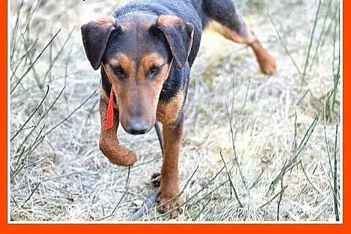 1,5 roczny, w typie teriera,energiczny,towarzyski 