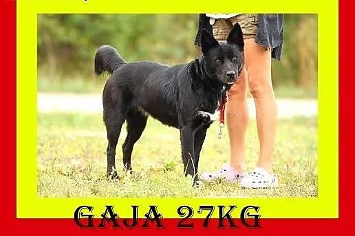 25 kg,2lata,mądra,przyjazna,spokojna,suczka GAJA, mazowieckie Warszawa