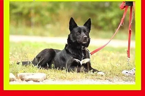 25 kg,2lata,mądra,przyjazna,spokojna,suczka GAJA, 