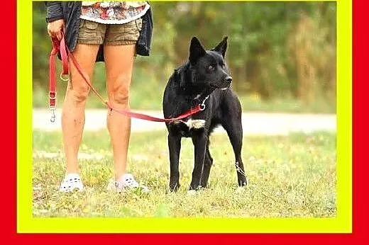 25 kg,2lata,mądra,przyjazna,spokojna,suczka GAJA, 