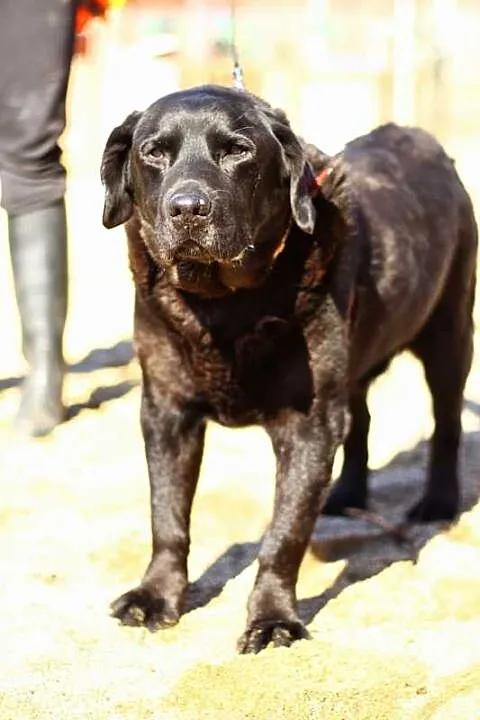 Zorba czarny labrador czeka na dom