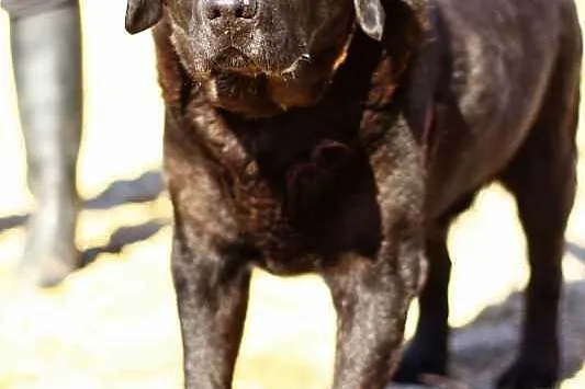 Zorba czarny labrador czeka na dom
