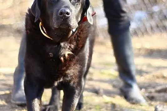 Zorba czarny labrador czeka na dom