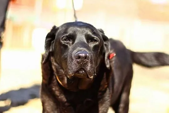 Zorba czarny labrador czeka na dom