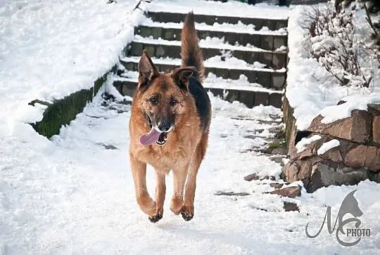 Gucio w typie rasy owczarek niemiecki przyjacielsk