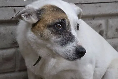 Tola-piękna bieluszka z łatą na oku-nieśmiała i wstydliwa-potrzebuje pomocy!,  dolnośląskie Wrocław