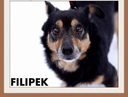 FILIPEK dla domatora,mały 7kg,spokojny,grzeczny pi