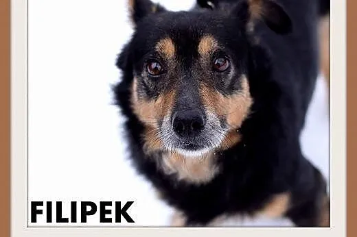 FILIPEK dla domatora,mały 7kg,spokojny,grzeczny pi