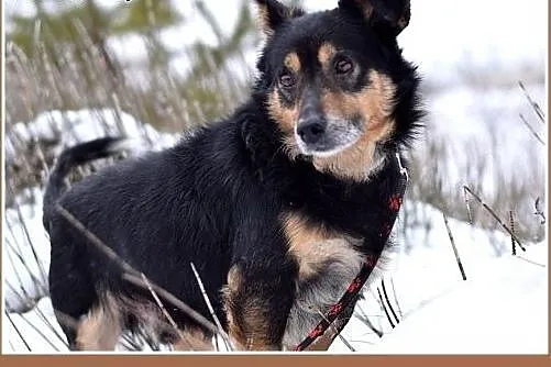 FILIPEK dla domatora,mały 7kg,spokojny,grzeczny pi