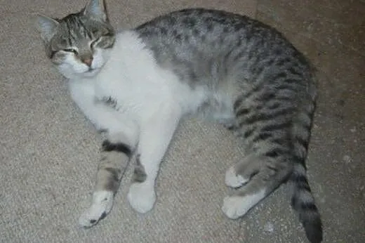 Srebrny Milan do adopcji,  łódzkie Łódź