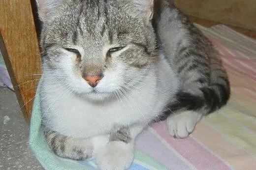 Srebrny Milan do adopcji,  łódzkie Łódź