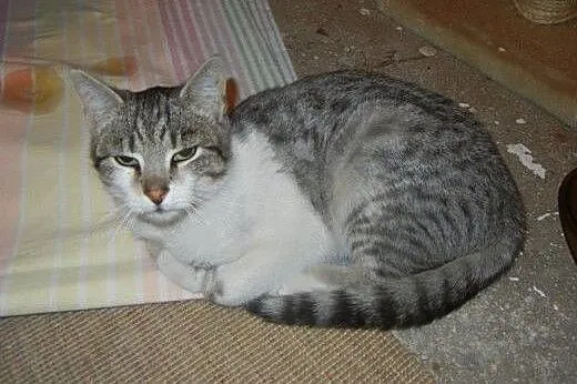 Srebrny Milan do adopcji,  łódzkie Łódź