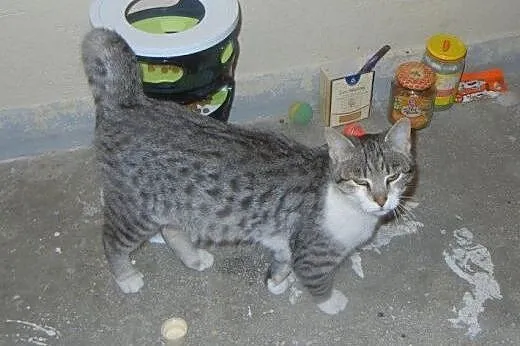 Srebrny Milan do adopcji,  łódzkie Łódź