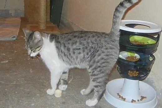 Srebrny Milan do adopcji,  łódzkie Łódź