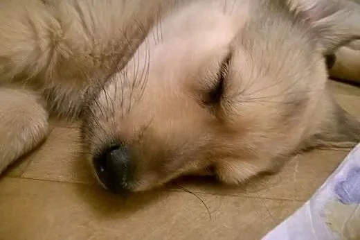 Słodki, mały DYZIO poleca się do adopcji :),  mazowieckie Warszawa