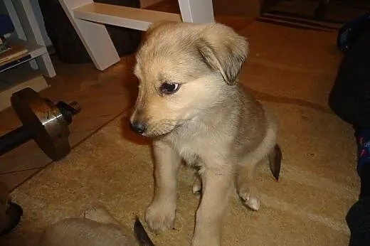 Słodki, mały DYZIO poleca się do adopcji :),  mazo