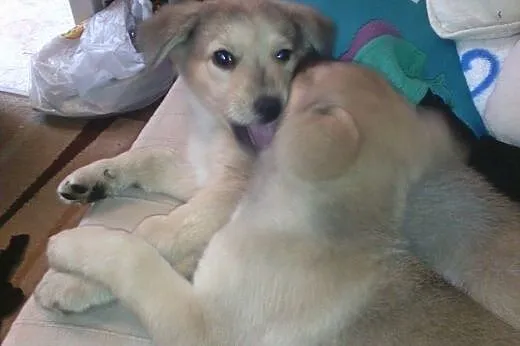 Słodki, mały DYZIO poleca się do adopcji :),  mazo