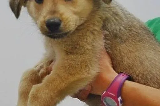 Słodki, mały DYZIO poleca się do adopcji :),  mazo