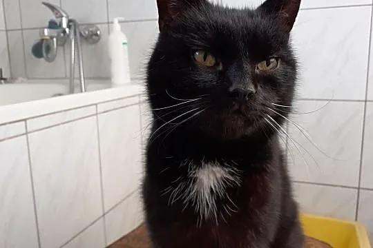 Czarny szuka spokojnego, kochającego domku