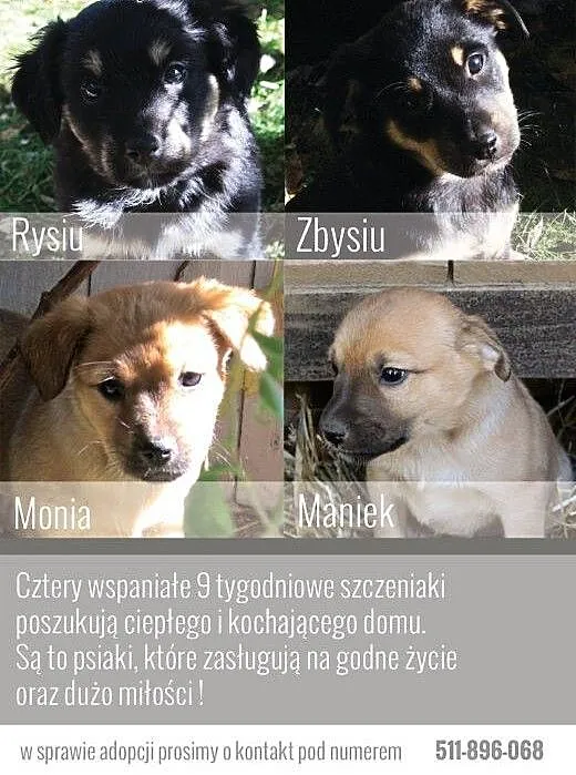 Cztery słodkie szczeniaki pilnie poszukują domu!,