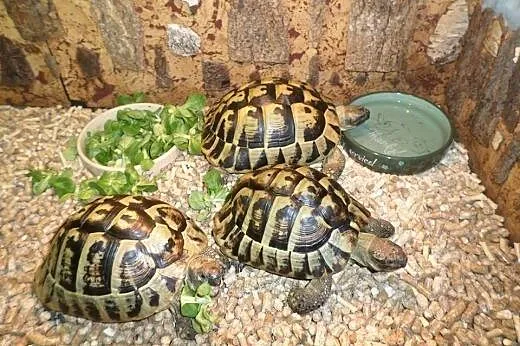 Duże piękne żółwie greckie sprzedam,  warmińsko-ma