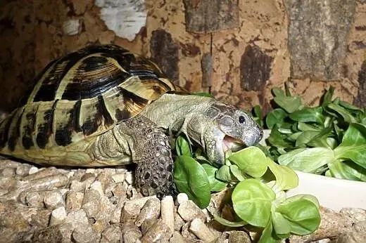 Duże piękne żółwie greckie sprzedam,  warmińsko-ma