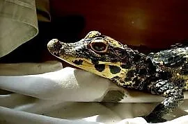 Młode Krokodyle krótkopyskie (Osteolaemus tetraspis) urodzone w 2025 roku