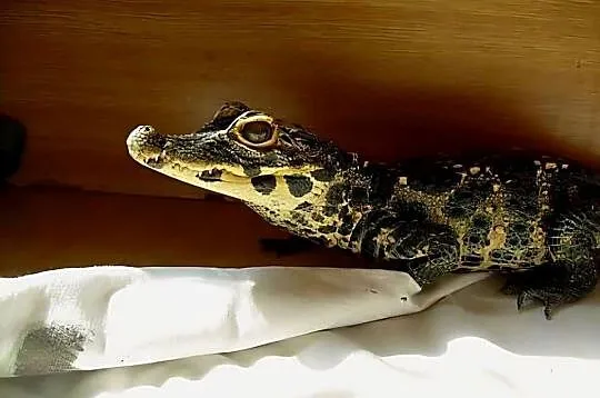 Młode Krokodyle krótkopyskie (Osteolaemus tetraspis) urodzone w 2025 roku, Śląskie, Katowice