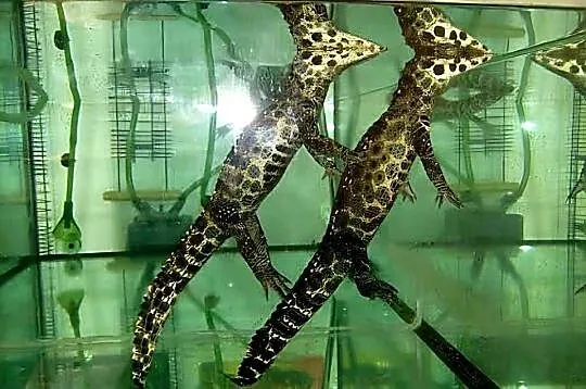 Młode Krokodyle krótkopyskie (Osteolaemus tetraspis) urodzone w 2025 roku, Śląskie, Katowice