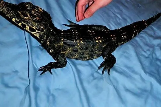 Młode Krokodyle krótkopyskie (Osteolaemus tetraspis) urodzone w 2025 roku, Śląskie, Katowice