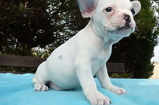 Urocza Buldog Francuski szczenięta, Podkarpackie, Rzeszów