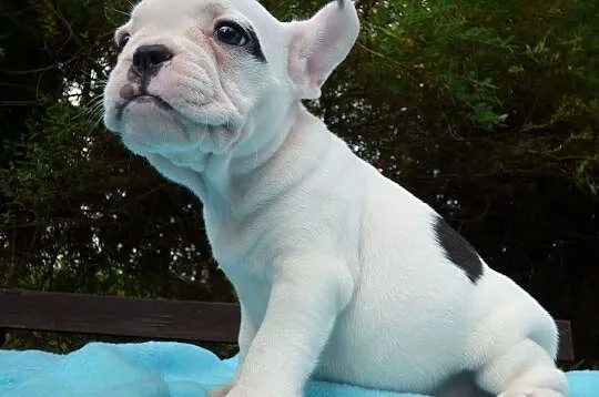 Urocza Buldog Francuski szczenięta, Podkarpackie, Rzeszów