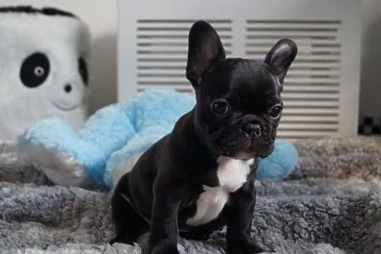 Urocza Buldog Francuski szczenięta, Podkarpackie, Rzeszów