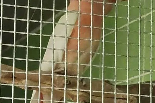 Kakadu inka