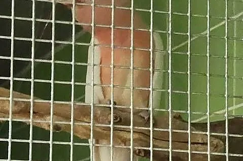 Kakadu inka, Śląskie, Wodzisław Śląski