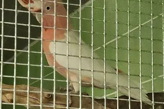 Kakadu inka, Śląskie, Wodzisław Śląski