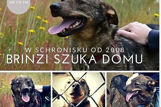 Brinzi czeka na dom od 2008 roku!,  małopolskie Kr