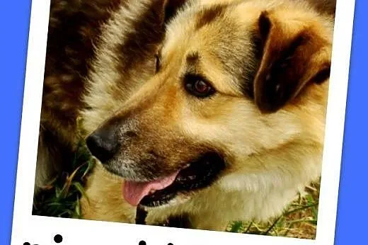 Grzeczny, duży 30 kg,łagodny,bardzo przyjacielski 