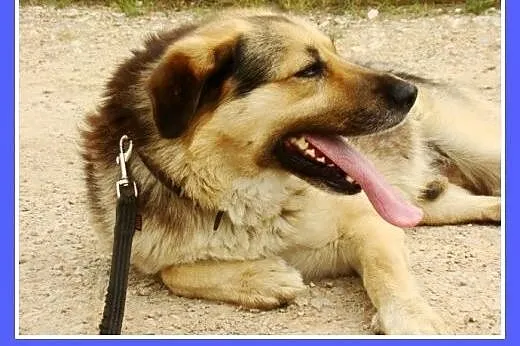 Grzeczny, duży 30 kg,łagodny,bardzo przyjacielski 