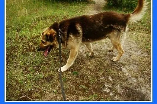 Grzeczny, duży 30 kg,łagodny,bardzo przyjacielski 
