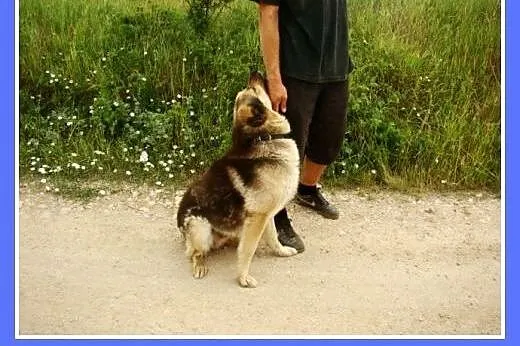 Grzeczny, duży 30 kg,łagodny,bardzo przyjacielski 