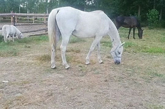 Sprzedam klacz 4 lata - Filmik w opisie, , 