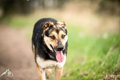 Urodziwa i chętna do nauki Sara gotowa do adopcji!