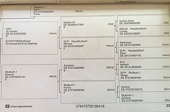 Ogier do ujeżdżenia, , Szpetal